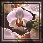 Beispiel Bildbearbeitung: Foto einer weißen Orchidee, bearbeitet mit Fraktalen. 